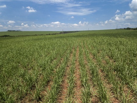 Aerial sugarcane field in Brazilのeditorial素材