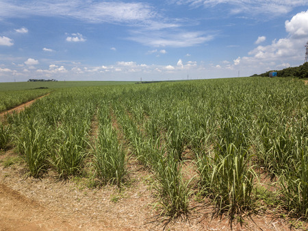 Aerial sugarcane field in Brazilのeditorial素材