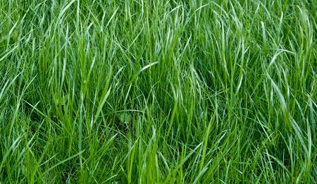 grass textureの写真素材
