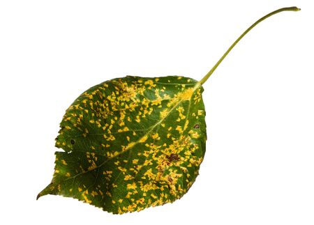 autumn leaf isolated over whiteの写真素材