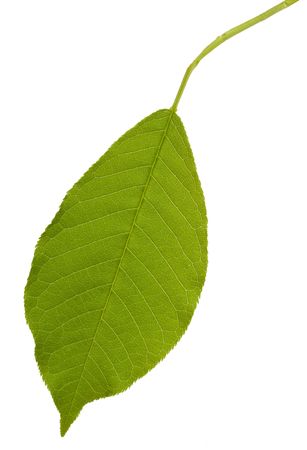 Green spring leaf isolated on white
