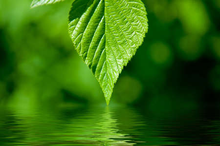 green leaves reflecting in waterの写真素材
