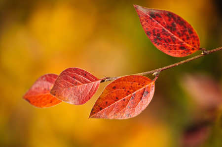 Red autumn leaves with copy spaceの写真素材