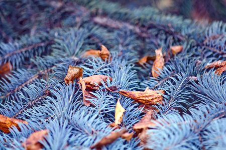 Blue prickly branches of a fur tree with fall dry leavesの写真素材