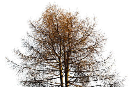 Tree isolated against a white background の写真素材
