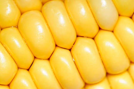 Extreme close up of yellow corn cobs textureの写真素材