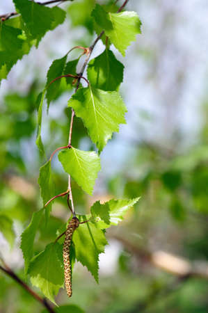spring  branch of birch treeの写真素材