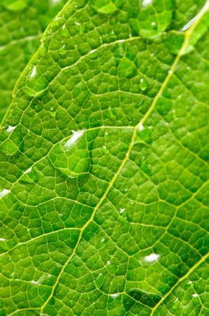 Dew on the green leaf