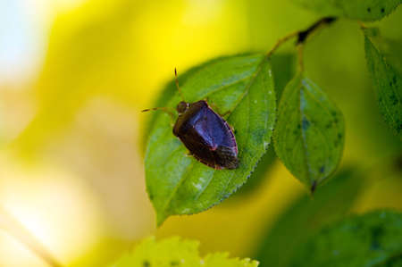 Fall leaf with a bug on itの写真素材
