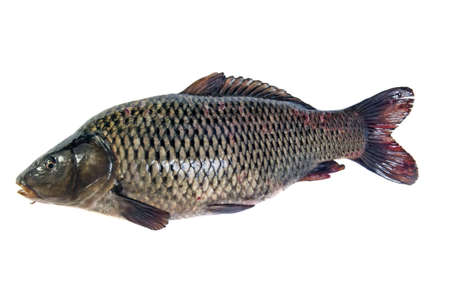 Big fat fish (carp) isolated on white