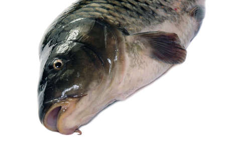 Big fat fish (carp) isolated on white, Close up view