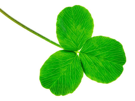 clover isolated on a white background