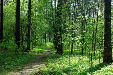 Forest tourist hike trip road landscape horizontal