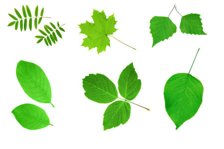 Green leaves collection set over whiteの写真素材
