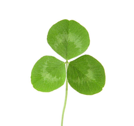 Three Leaf Clover