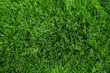 Green grass texture from a soccer field XXL sizeの写真素材