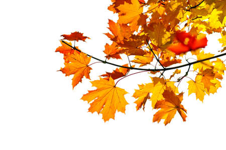 Maple tree branch with fall leaves isolated on whiteの写真素材
