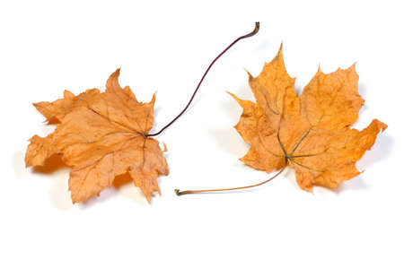 Dry dead maple leaves over whiteの写真素材