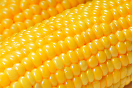 Macro view of yellow corn cobs
