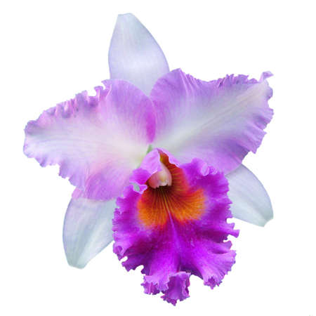 Single orchid flower isolated on whiteの写真素材