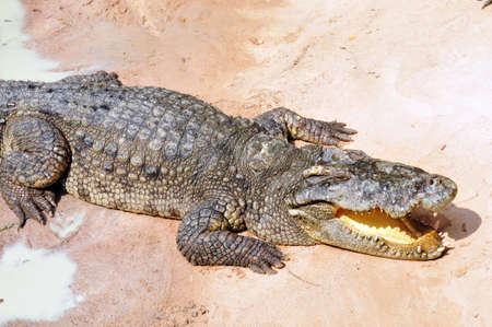 Big crocodile on sand beach