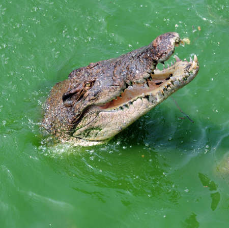 Crocodile head in green river waterの写真素材