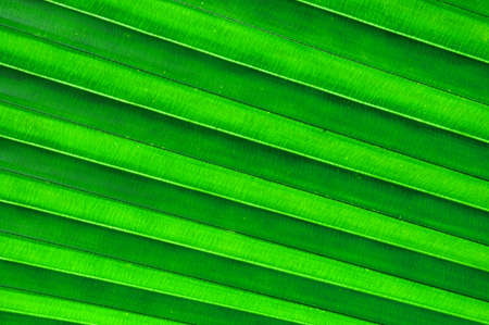 Green palm leaf texture or backgroundの写真素材