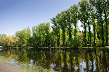 Summer landscape. Green trees on blue sky background 