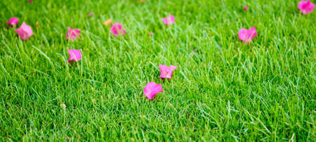 Pink flower petals in green gress meadowの写真素材