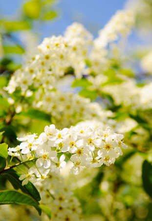 White spring cherry tree flowers. Shallow deep of focusの写真素材