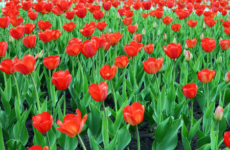 Many Red Tulips on Meadow 