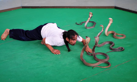 PATTAYA, THAILAND - 8 SEPTEMBER: "Show of snakes" performer play with cobra during a show in a zoo on Septemberr 8, 2013 in Pattaya, Thailandのeditorial素材
