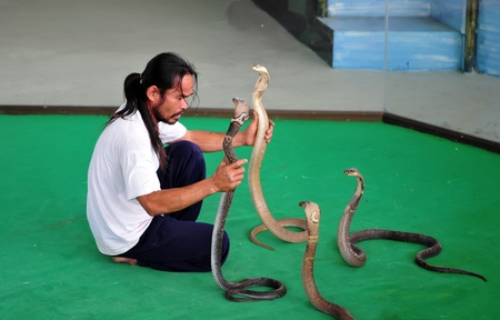 PATTAYA, THAILAND - 8 SEPTEMBER: Show of snakes performer play with cobra during a show in a zoo on...