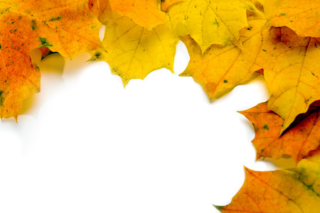 canadian maple leaves arranged frame