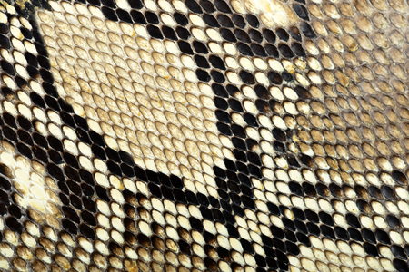Snake skin pattern background