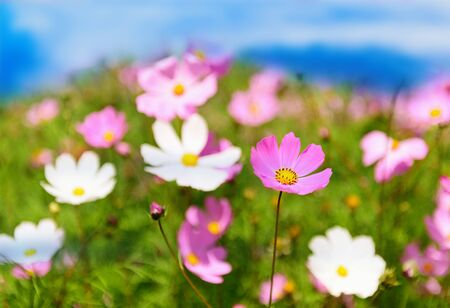 A meadow of summer flowers over skyの写真素材