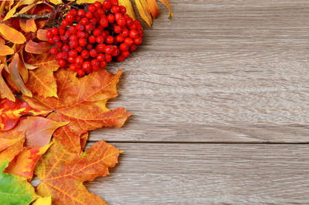 Autumn leaves over wooden background with copy space. Focus on berriesの写真素材