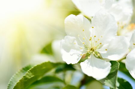 Spring flowers macro view. Shallow deep focusの写真素材