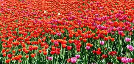 Tulip spring flowers field panoramaの写真素材