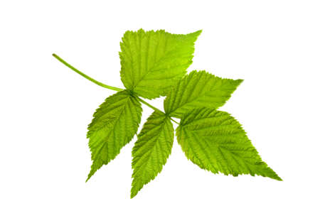 raspberry leaf isolated on white