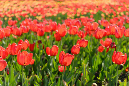 Many spring tulips in the gardenの写真素材