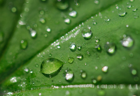 Rain or dew drips on a grass macro, selective focus with green bokeh backgroundの写真素材