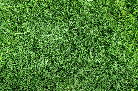Nature green grass background top view
