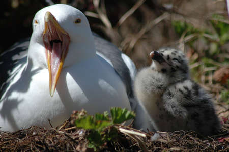 Two birdsの写真素材