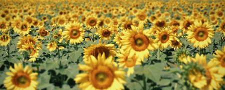 Detail of a field with many sunflowers in sunlight with shallow depth of field (blur)の写真素材
