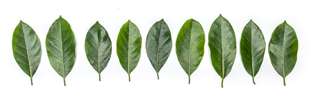 One green leaf of jackfruit tree isolated on white background. Tropical plant green leaf banner for...