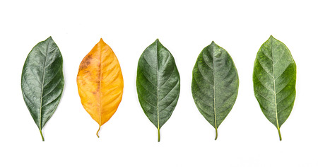 One green leaf of jackfruit tree isolated on white background. Tropical plant green leaf spring...