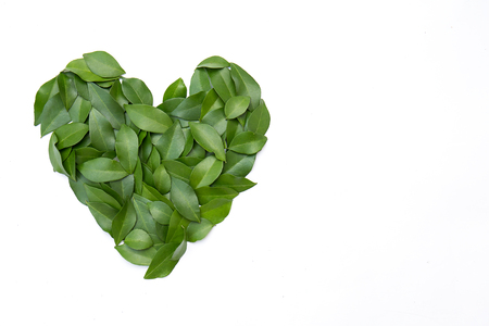 Green leaves in heart shape on white background. flat lay. Tropical plant green leaves spring time, environment and love protected earth day concept. Close up leavesの写真素材