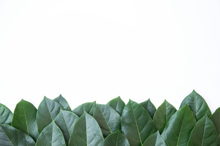 Green leaves background and banner, creative layout made of green leaves, Green environment and...