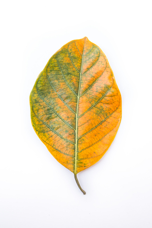 One green and orange leaf of jackfruit tree isolated on white background.  Season change spring to autumn environment concept.の写真素材